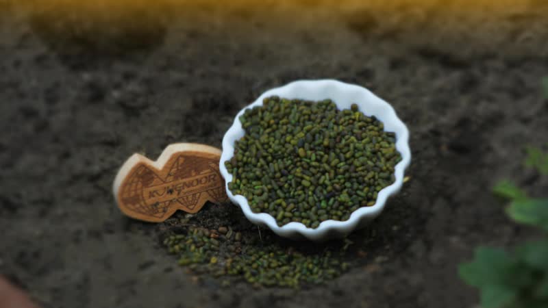 세스바니아 재배 농장 - Sesbania cultivation field in Pakistan