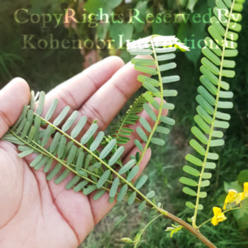 Premium Sesbania Seeds from Kohenoor International Pakistan - closeup of export-quality seeds